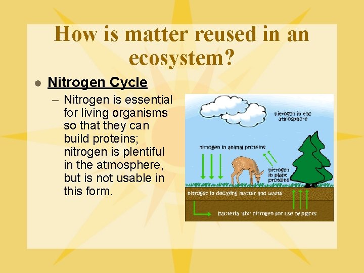 How is matter reused in an ecosystem? l Nitrogen Cycle – Nitrogen is essential