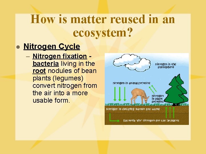 How is matter reused in an ecosystem? l Nitrogen Cycle – Nitrogen fixation bacteria