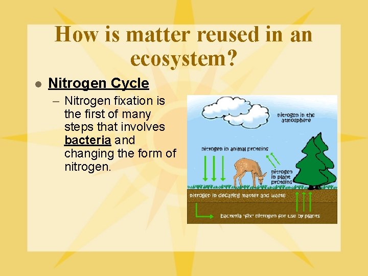 How is matter reused in an ecosystem? l Nitrogen Cycle – Nitrogen fixation is