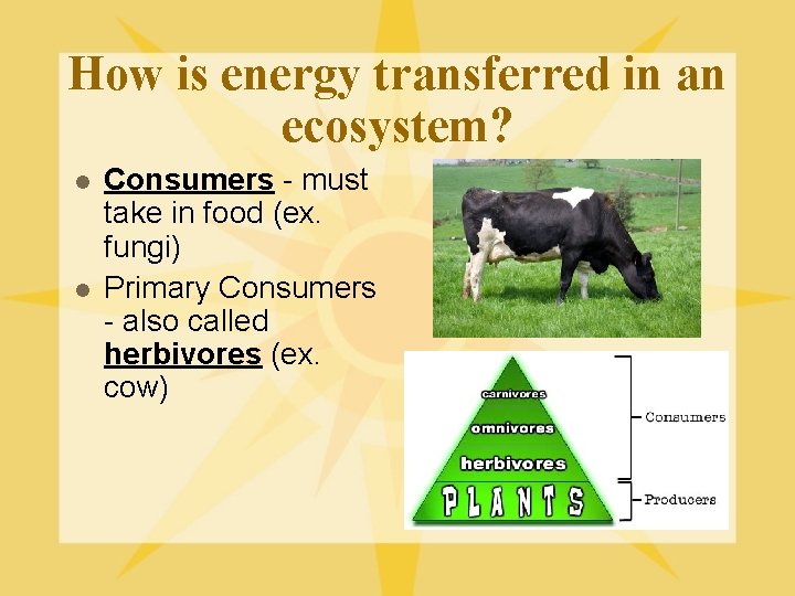 How is energy transferred in an ecosystem? l l Consumers - must take in