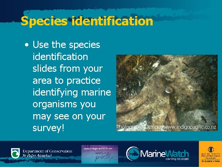 Species identification • Use the species identification slides from your area to practice identifying