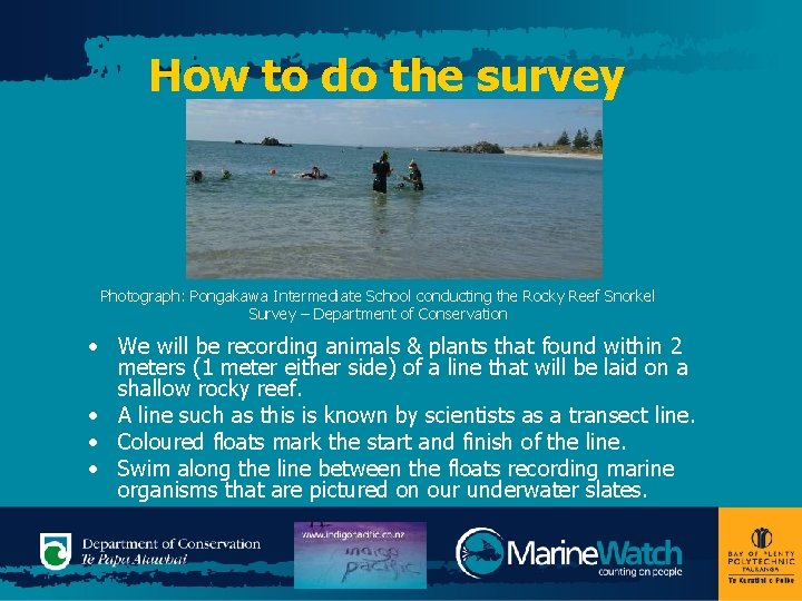 How to do the survey Photograph: Pongakawa Intermediate School conducting the Rocky Reef Snorkel
