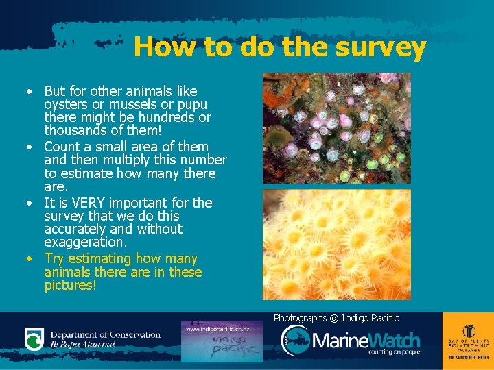 How to do the survey • But for other animals like oysters or mussels