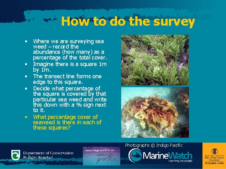 How to do the survey • • • Where we are surveying sea weed