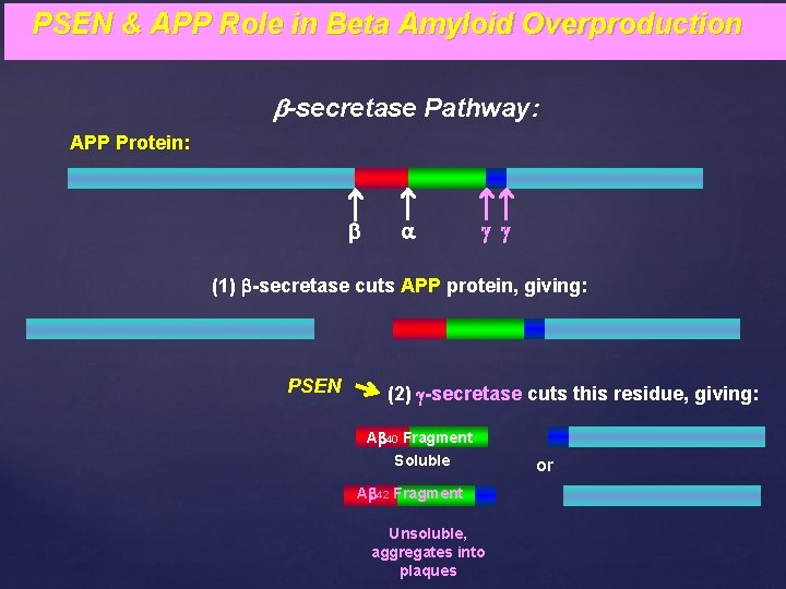 PSEN & APP Role in Beta Amyloid Overproduction b-secretase Pathway: APP Protein: b a
