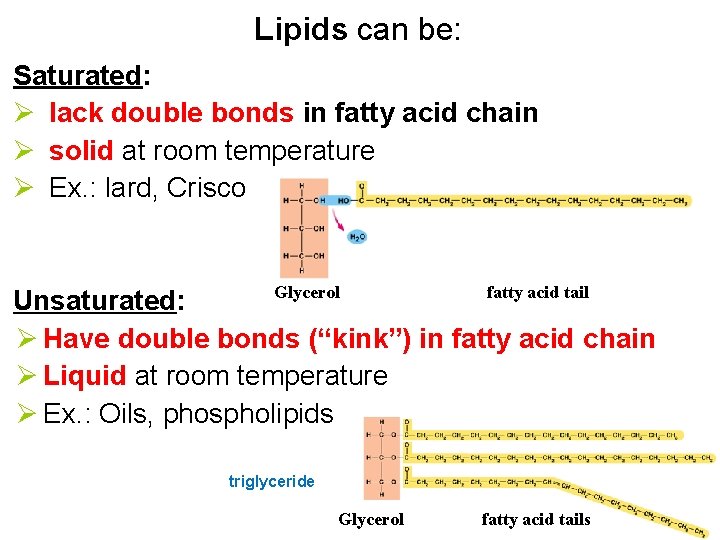 Lipids can be: Saturated: Ø lack double bonds in fatty acid chain Ø solid