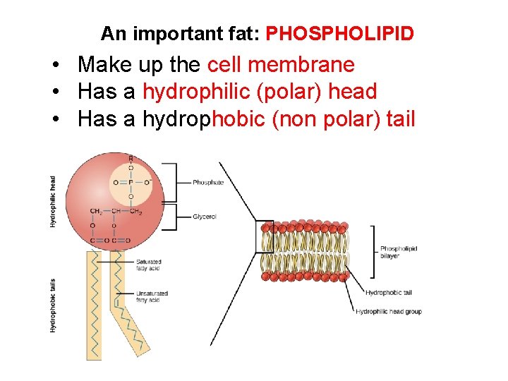 An important fat: PHOSPHOLIPID • Make up the cell membrane • Has a hydrophilic