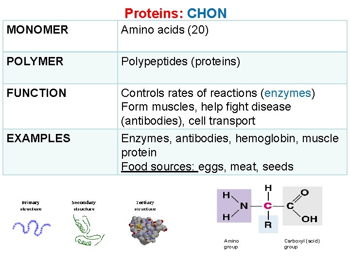 Proteins: CHON MONOMER Amino acids (20) POLYMER Polypeptides (proteins) FUNCTION Controls rates of reactions