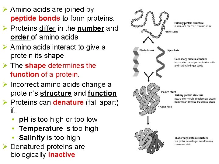Ø Amino acids are joined by peptide bonds to form proteins. Ø Proteins differ