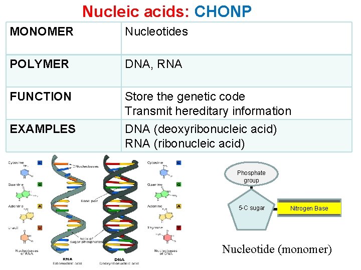 Nucleic acids: CHONP MONOMER Nucleotides POLYMER DNA, RNA FUNCTION Store the genetic code Transmit