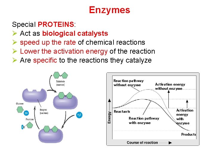 Enzymes Special PROTEINS: Ø Act as biological catalysts Ø speed up the rate of