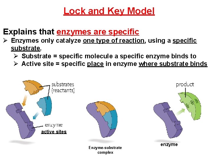 Lock and Key Model Explains that enzymes are specific Ø Enzymes only catalyze one