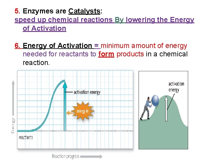 5. Enzymes are Catalysts: speed up chemical reactions By lowering the Energy of Activation