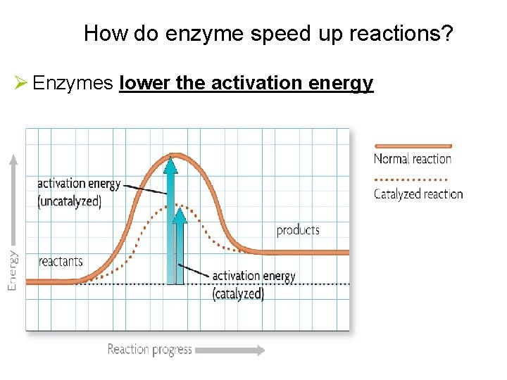 How do enzyme speed up reactions? Ø Enzymes lower the activation energy 