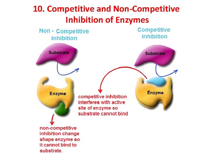 10. Competitive and Non-Competitive Inhibition of Enzymes 