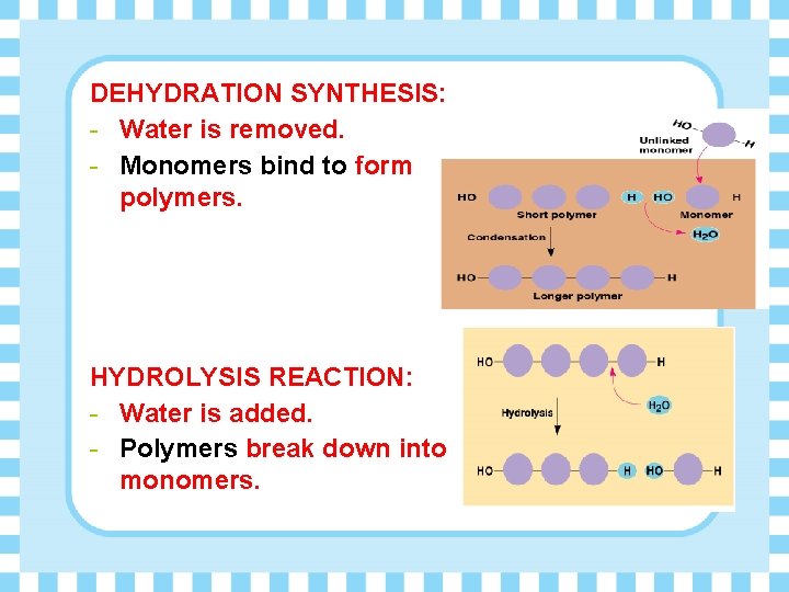 DEHYDRATION SYNTHESIS: - Water is removed. - Monomers bind to form polymers. HYDROLYSIS REACTION: