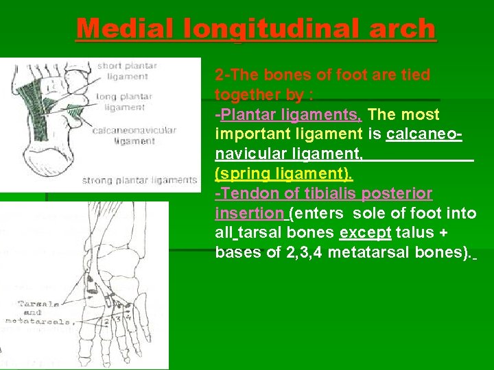 Medial longitudinal arch 2 -The bones of foot are tied together by : -Plantar Medial longitudinal arch 2 -The bones of foot are tied together by : -Plantar