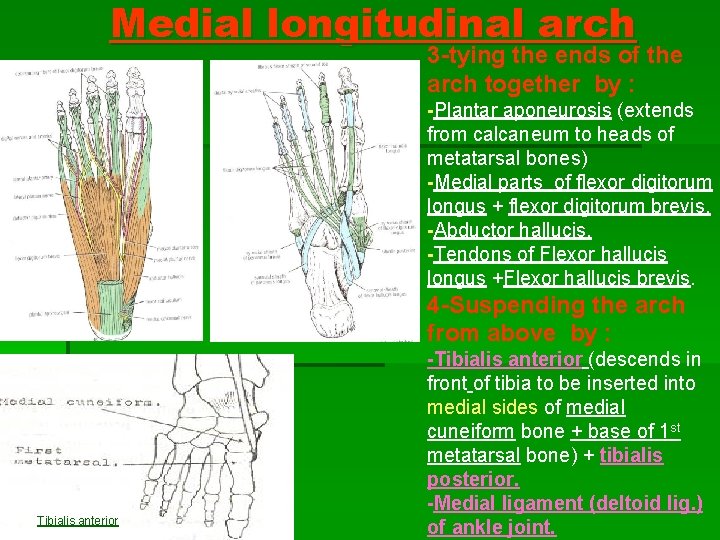 Medial longitudinal arch 3 -tying the ends of the arch together by : -Plantar Medial longitudinal arch 3 -tying the ends of the arch together by : -Plantar