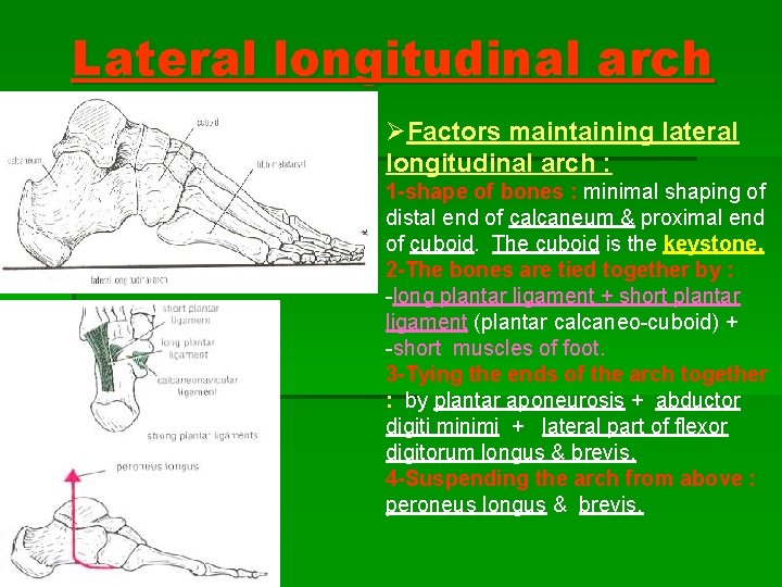 Lateral longitudinal arch ØFactors maintaining lateral longitudinal arch : 1 -shape of bones : Lateral longitudinal arch ØFactors maintaining lateral longitudinal arch : 1 -shape of bones :