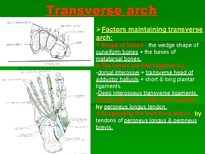 Transverse arch ØFactors maintaining transverse arch: 1 -Shape of bones : the wedge shape Transverse arch ØFactors maintaining transverse arch: 1 -Shape of bones : the wedge shape