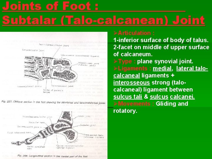 Joints of Foot : Subtalar (Talo-calcanean) Joint ØArticulation : : 1 -inferior surface of Joints of Foot : Subtalar (Talo-calcanean) Joint ØArticulation : : 1 -inferior surface of