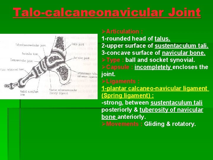 Talo-calcaneonavicular Joint ØArticulation : 1 -rounded head of talus. 2 -upper surface of sustentaculum Talo-calcaneonavicular Joint ØArticulation : 1 -rounded head of talus. 2 -upper surface of sustentaculum