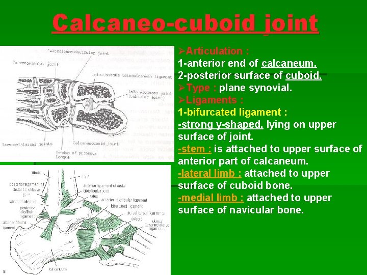 Calcaneo-cuboid joint ØArticulation : 1 -anterior end of calcaneum. 2 -posterior surface of cuboid. Calcaneo-cuboid joint ØArticulation : 1 -anterior end of calcaneum. 2 -posterior surface of cuboid.