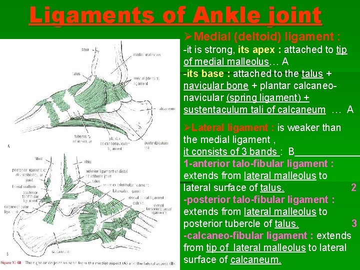 Ligaments of Ankle joint ØMedial (deltoid) ligament : -it is strong, its apex : Ligaments of Ankle joint ØMedial (deltoid) ligament : -it is strong, its apex :