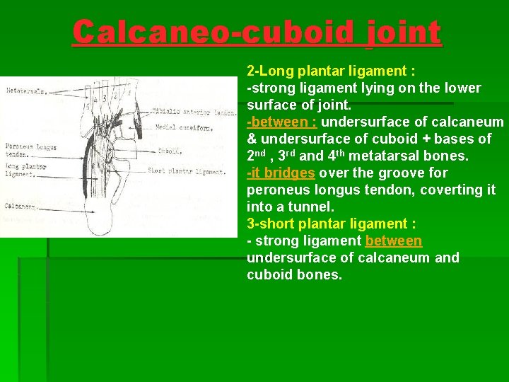 Calcaneo-cuboid joint 2 -Long plantar ligament : -strong ligament lying on the lower surface Calcaneo-cuboid joint 2 -Long plantar ligament : -strong ligament lying on the lower surface
