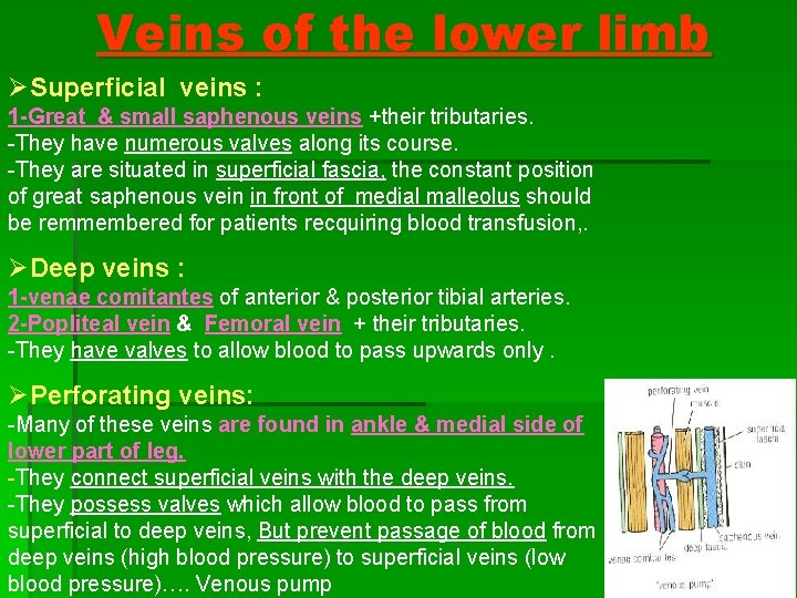 Veins of the lower limb ØSuperficial veins : 1 -Great & small saphenous veins Veins of the lower limb ØSuperficial veins : 1 -Great & small saphenous veins