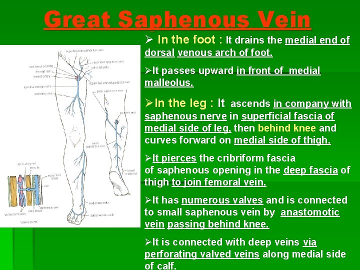 Great Saphenous Vein Ø In the foot : It drains the medial end of Great Saphenous Vein Ø In the foot : It drains the medial end of