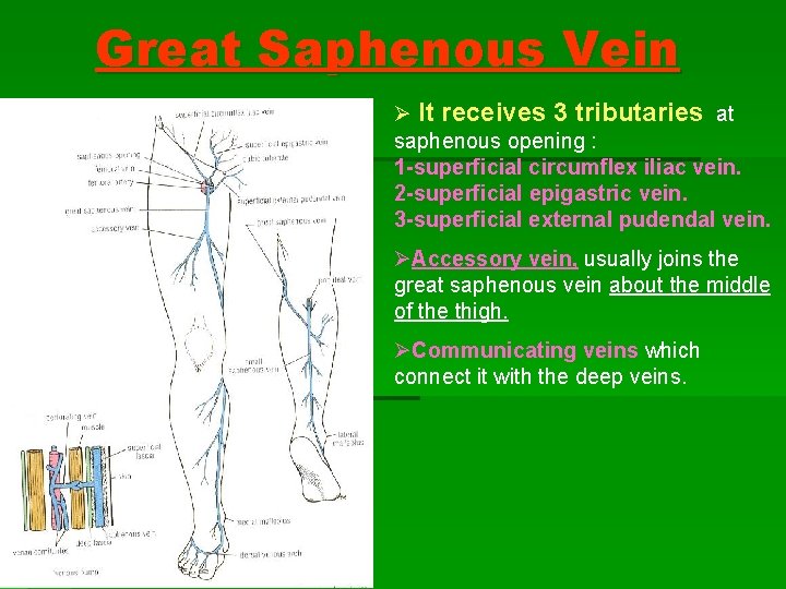 Great Saphenous Vein Ø It receives 3 tributaries at saphenous opening : 1 -superficial Great Saphenous Vein Ø It receives 3 tributaries at saphenous opening : 1 -superficial