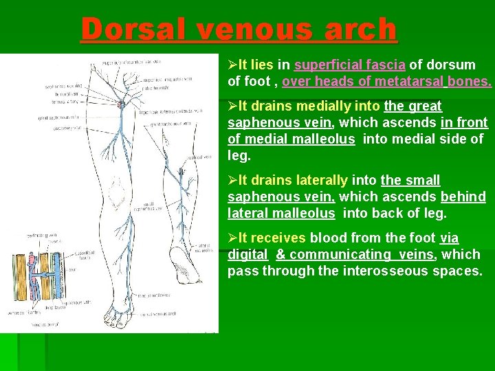 Dorsal venous arch ØIt lies in superficial fascia of dorsum of foot , over Dorsal venous arch ØIt lies in superficial fascia of dorsum of foot , over