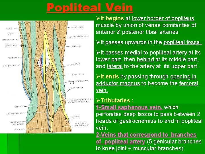 Popliteal Vein ØIt begins at lower border of popliteus muscle by union of venae Popliteal Vein ØIt begins at lower border of popliteus muscle by union of venae