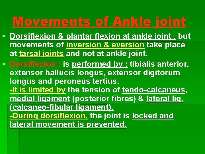 Movements of Ankle joint § Dorsiflexion & plantar flexion at ankle joint , but Movements of Ankle joint § Dorsiflexion & plantar flexion at ankle joint , but