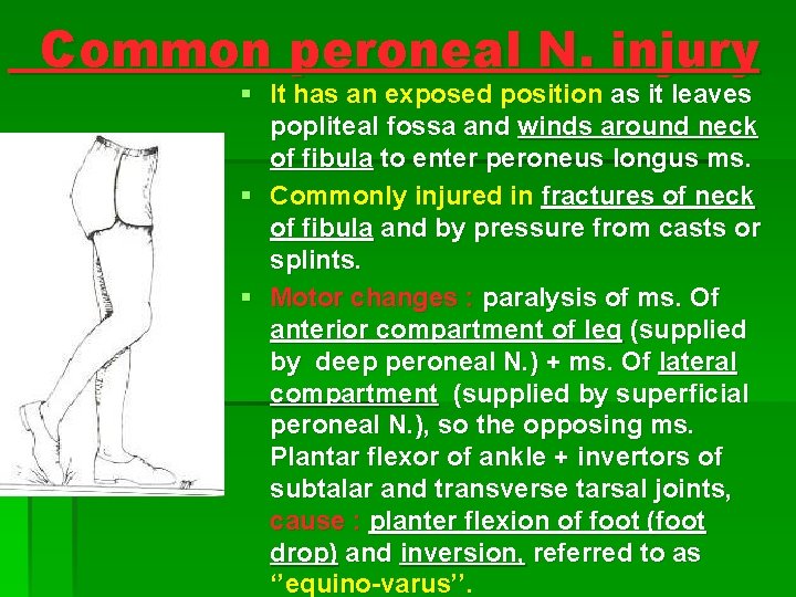 Common peroneal N. injury § It has an exposed position as it leaves popliteal Common peroneal N. injury § It has an exposed position as it leaves popliteal