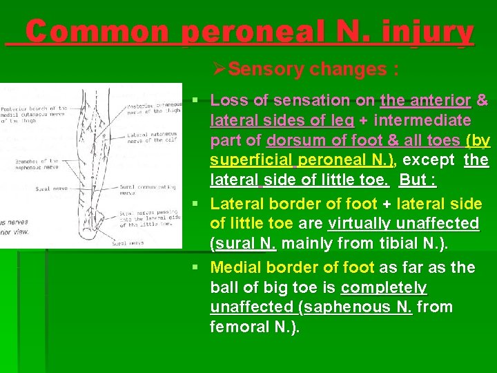 Common peroneal N. injury ØSensory changes : § Loss of sensation on the anterior Common peroneal N. injury ØSensory changes : § Loss of sensation on the anterior