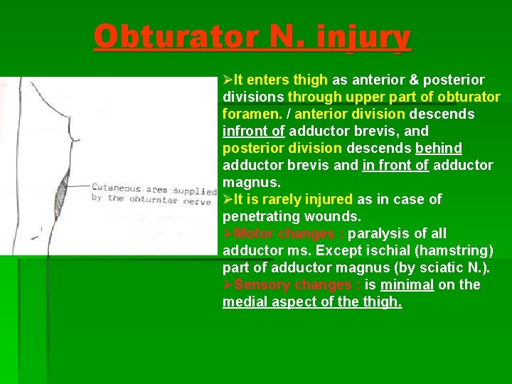 Obturator N. injury ØIt enters thigh as anterior & posterior divisions through upper part Obturator N. injury ØIt enters thigh as anterior & posterior divisions through upper part