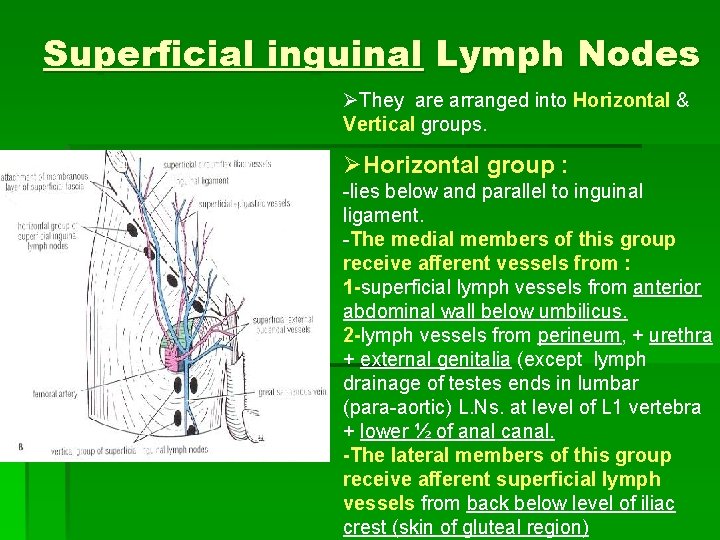 Superficial inguinal Lymph Nodes ØThey are arranged into Horizontal & Vertical groups. ØHorizontal group Superficial inguinal Lymph Nodes ØThey are arranged into Horizontal & Vertical groups. ØHorizontal group