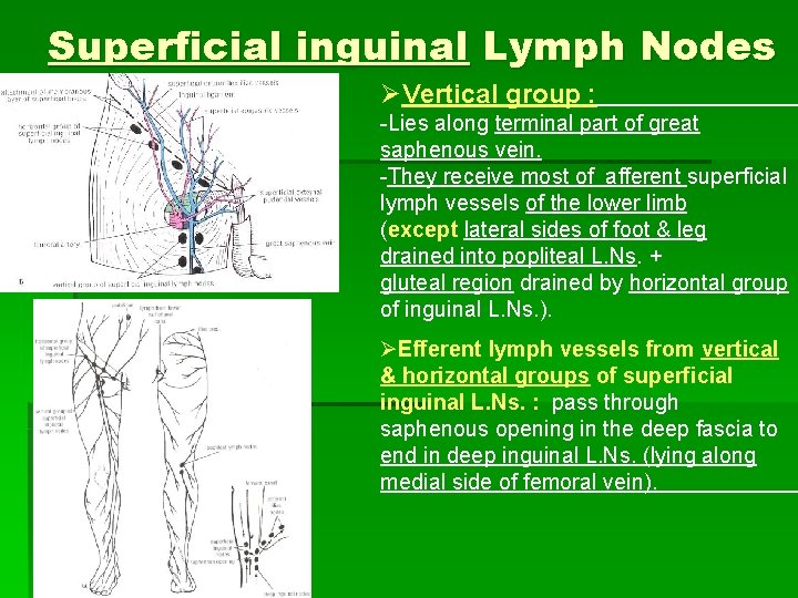 Superficial inguinal Lymph Nodes ØVertical group : -Lies along terminal part of great saphenous Superficial inguinal Lymph Nodes ØVertical group : -Lies along terminal part of great saphenous