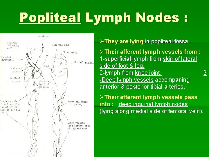 Popliteal Lymph Nodes : ØThey are lying in popliteal fossa. ØTheir afferent lymph vessels Popliteal Lymph Nodes : ØThey are lying in popliteal fossa. ØTheir afferent lymph vessels