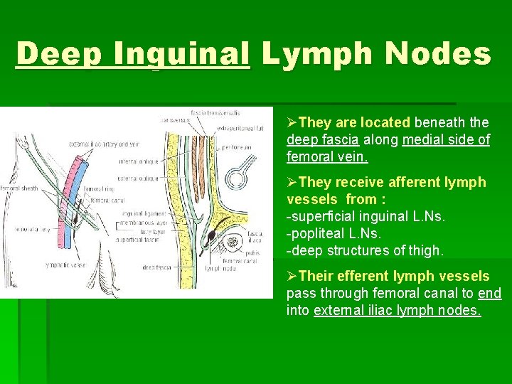 Deep Inguinal Lymph Nodes ØThey are located beneath the deep fascia along medial side Deep Inguinal Lymph Nodes ØThey are located beneath the deep fascia along medial side