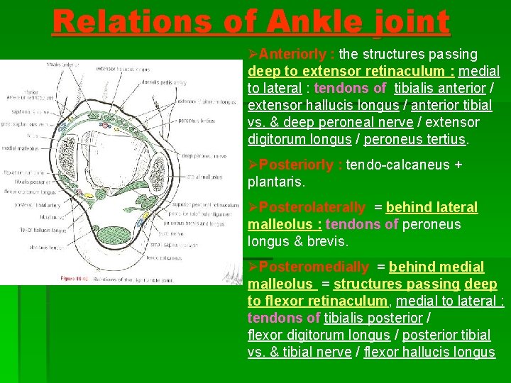 Relations of Ankle joint ØAnteriorly : the structures passing deep to extensor retinaculum : Relations of Ankle joint ØAnteriorly : the structures passing deep to extensor retinaculum :