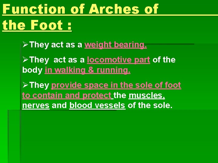 Function of Arches of the Foot : ØThey act as a weight bearing. ØThey Function of Arches of the Foot : ØThey act as a weight bearing. ØThey