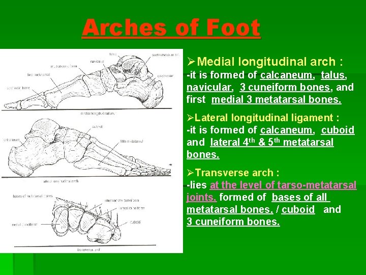 Arches of Foot ØMedial longitudinal arch : -it is formed of calcaneum, talus, navicular, Arches of Foot ØMedial longitudinal arch : -it is formed of calcaneum, talus, navicular,