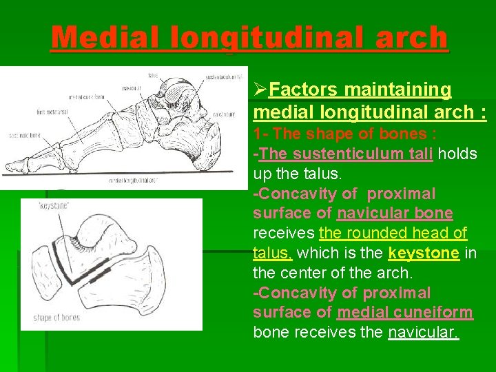 Medial longitudinal arch ØFactors maintaining medial longitudinal arch : 1 - The shape of Medial longitudinal arch ØFactors maintaining medial longitudinal arch : 1 - The shape of