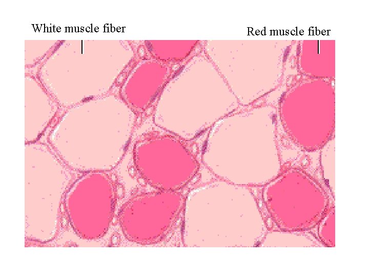 White muscle fiber Red muscle fiber White muscle fiber Red muscle fiber