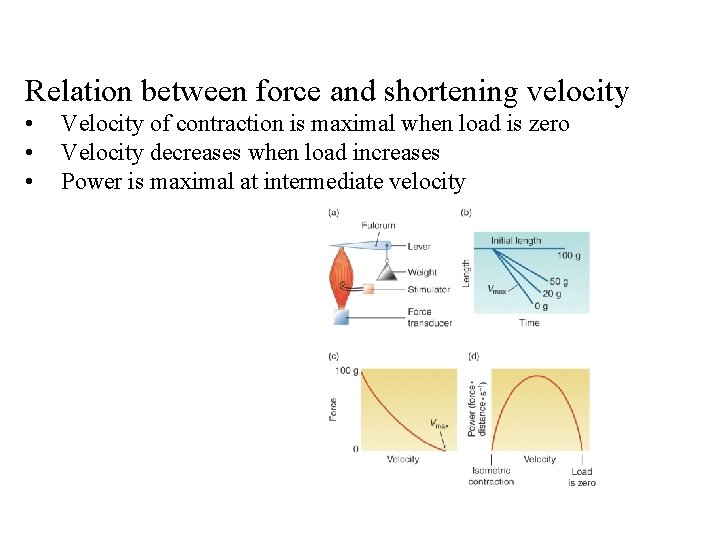 Relation between force and shortening velocity • • • Velocity of contraction is maximal Relation between force and shortening velocity • • • Velocity of contraction is maximal