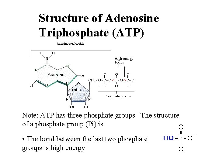 Structure of Adenosine Triphosphate (ATP) Note: ATP has three phosphate groups. The structure of Structure of Adenosine Triphosphate (ATP) Note: ATP has three phosphate groups. The structure of