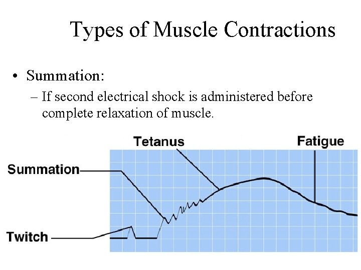 Types of Muscle Contractions • Summation: – If second electrical shock is administered before Types of Muscle Contractions • Summation: – If second electrical shock is administered before